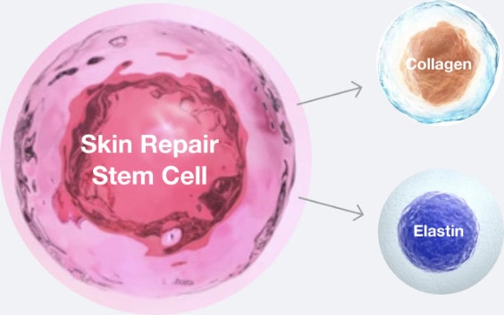 Skin Repair Stem Cell