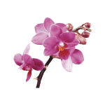 Korean Orchid