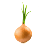 Onion Bulb Extract